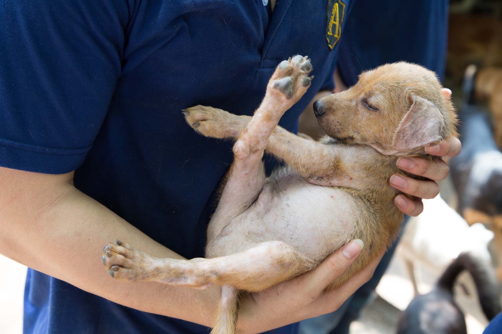4Paws Shelter